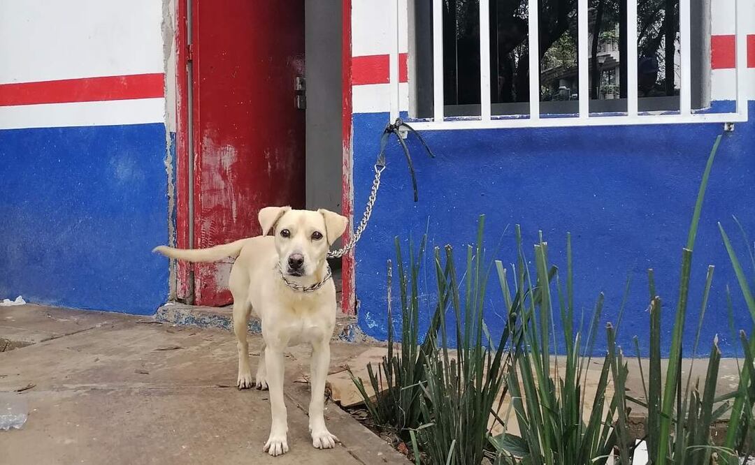 La perrita fue encontrada amarrada en el Módulo Diana del Parque México en la CDMX (04/07/2025). Foto: Especial