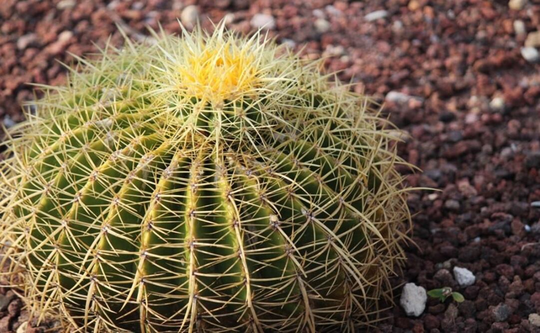 Acitrón is made using biznaga pulp - Photo: File Foto/EL UNIVERSAL