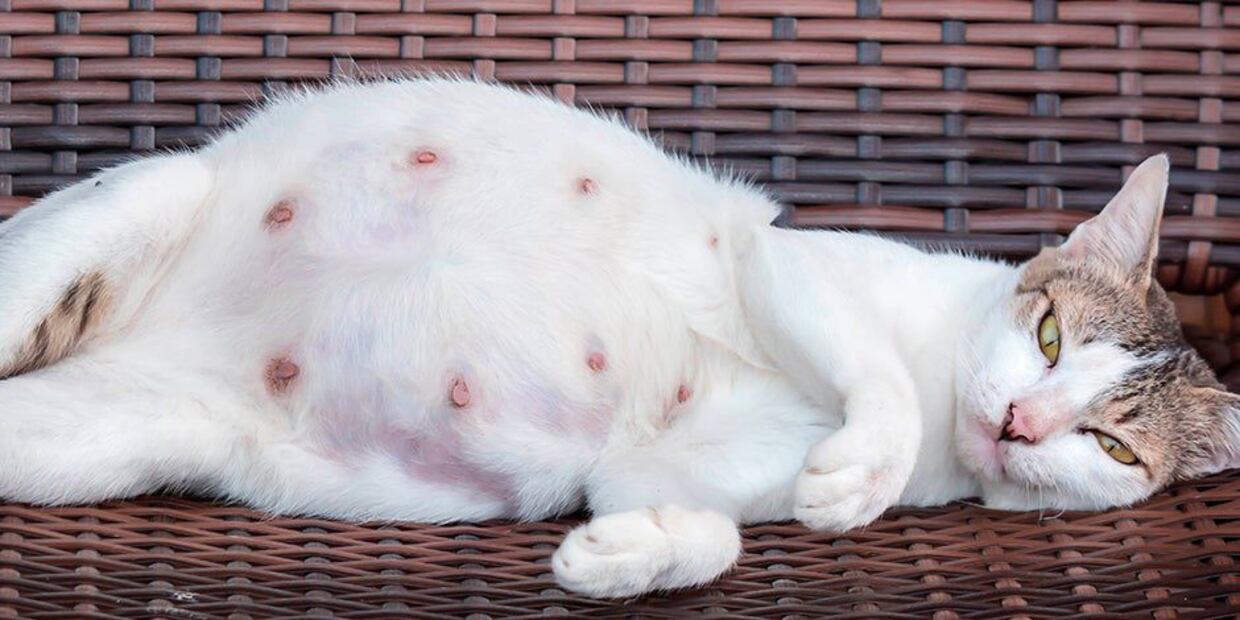 Claves para identificar una gata embarazada. Fuente: Freepik.