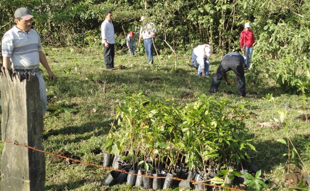 Campo mexicano. Foto: Archivo EL UNIVERSAL