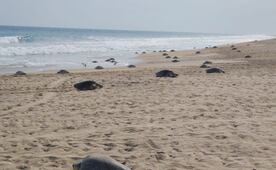 Inicia temporada de tortuga golfina en el Santuario Playa Escobilla, Oaxaca; arriban más de 11 mil hembras