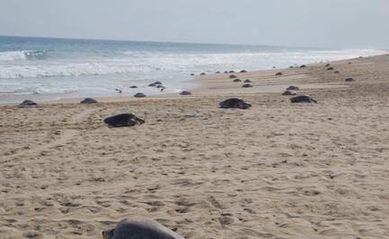 Inicia temporada de tortuga golfina en el Santuario Playa Escobilla, Oaxaca; arriban más de 11 mil hembras