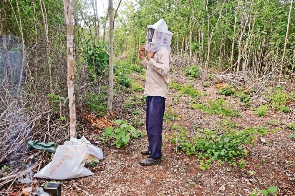 Hace 4 años, pobladores de 9 municipios mayas iniciaron un procedimiento para declarar a sus comunidades libres de cultivos modificados (CUAUHTÉMOC MORENO. EL UNIVERSAL)