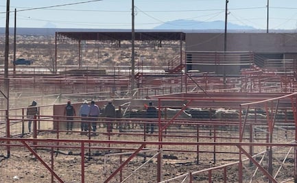 Envían a EU 500 cabezas de ganado desde Chihuahua; exportación se reanudó tras levantarse suspensión