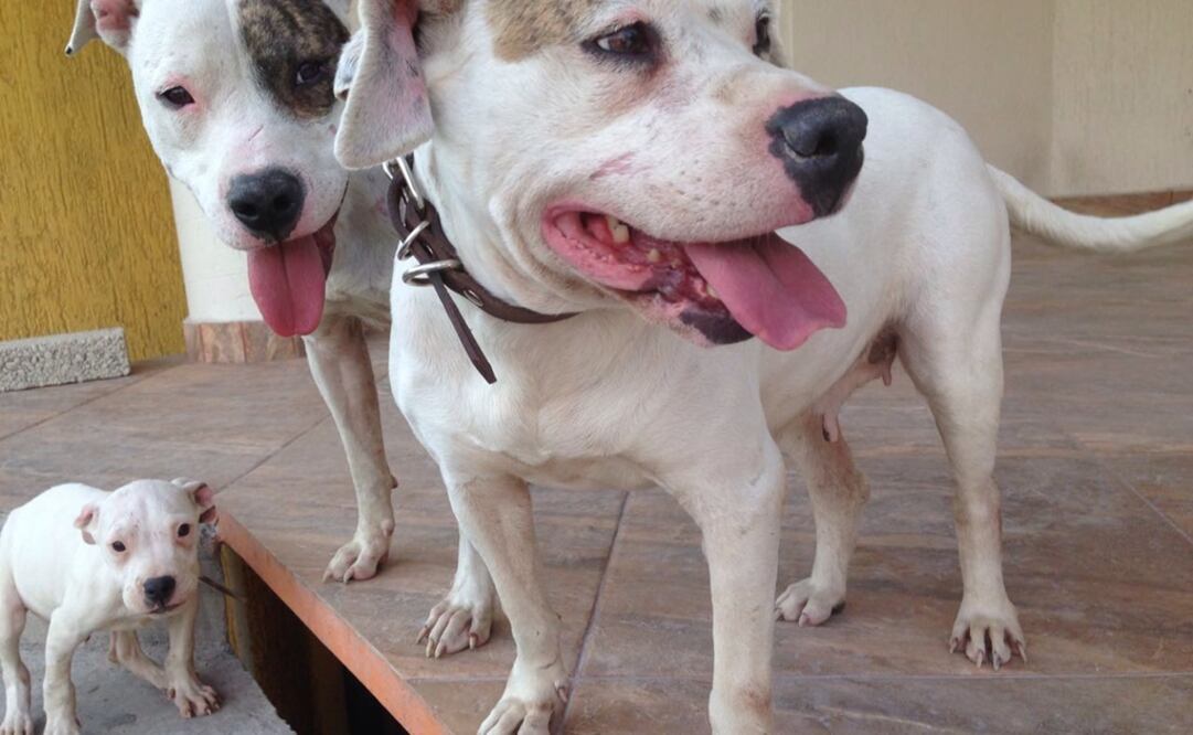 Eran víctimas de maltrato y zoofilia (Especial)