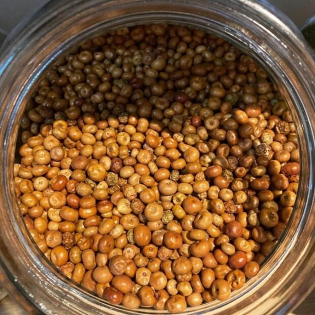 ¿Qué es y para qué sirve la pingüica?