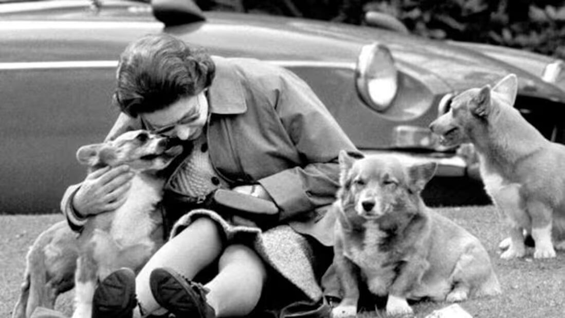 Durante muchas décadas, los corgi fueron los compañeros infalibles para Isabel II. FOTO: AFP