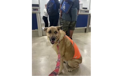 "Me discriminan por ser gorda"; perrita pide ayuda para que la dejen volar en avión 