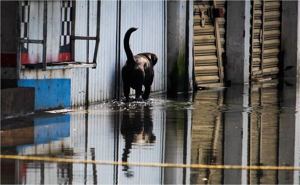 Perros y gatos sufren la inundación en Chalco, Estado de México. Foto: Luis Camacho/EL UNIVERSAL