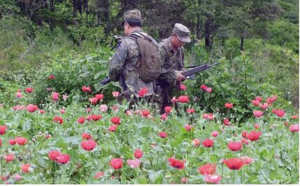 Two poppy farms destroyed in the State of Mexico