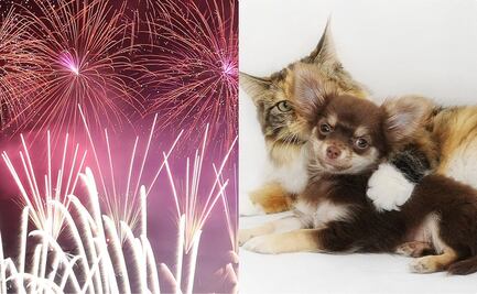 Navidad y Año Nuevo: ¿Cómo afecta el uso de la pirotecnia en las mascotas? 