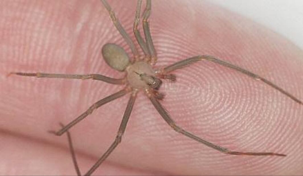 Sobrevive al 'vals' de la “araña violinista”