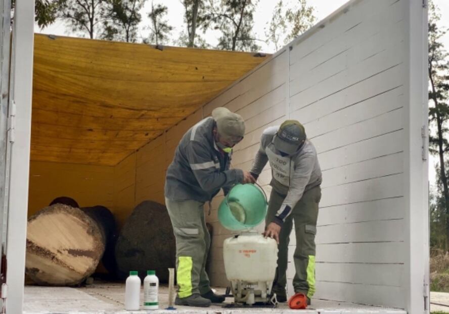 Preparan a palmera centenaria de Glorieta de La Palma para ser intervenida por artistas 