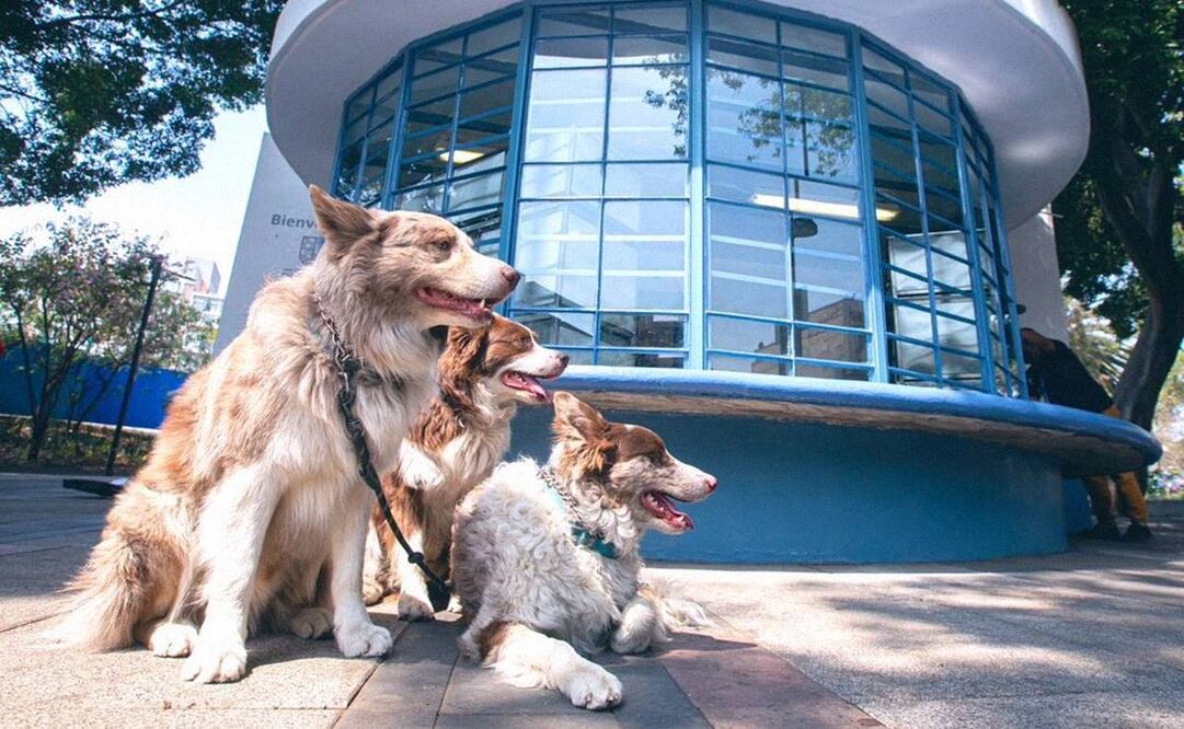 Foto: Twitter @SandraCuevas_