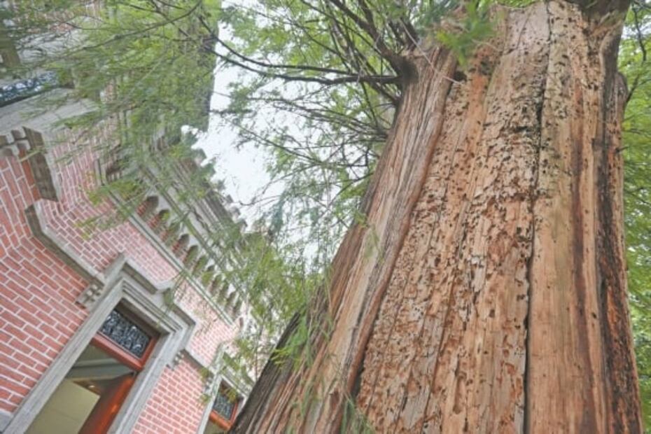 Los ahuehuetes de Chapultepec, árboles sagrados, pero profanados