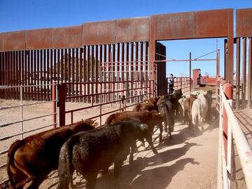 Suspenden exportación de ganado a EU por la frontera de Nogales, Sonora; fueron detectadas llagas en un animal