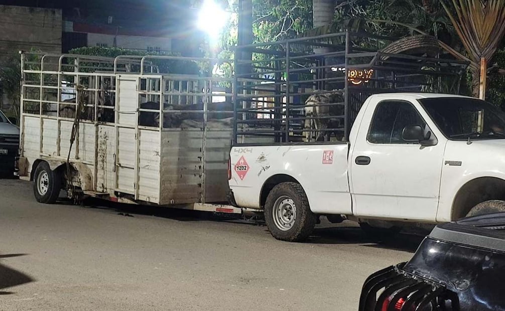 Ganado transportado por el ex alcalde (17/07/2025). Foto: Especial