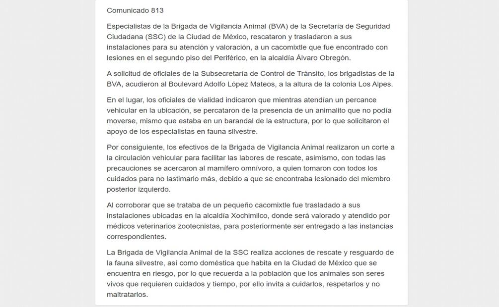 Brigada de Vigilancia Animal, rescata cacomixtle. Foto: Captura de pantalla, X