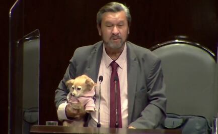 Diputados aprueban sanciones a quienes organicen y promuevan peleas de perros 