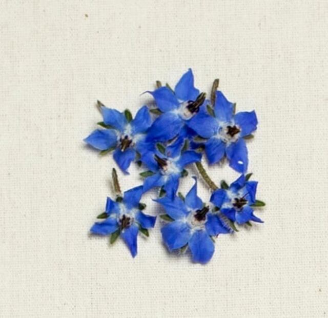 A esto saben las flores y los brotes cuando cocinas con ellos