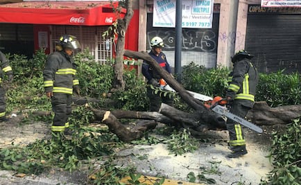 Bomberos trabajan para retirar árbol caído en el Centro de la CDMX