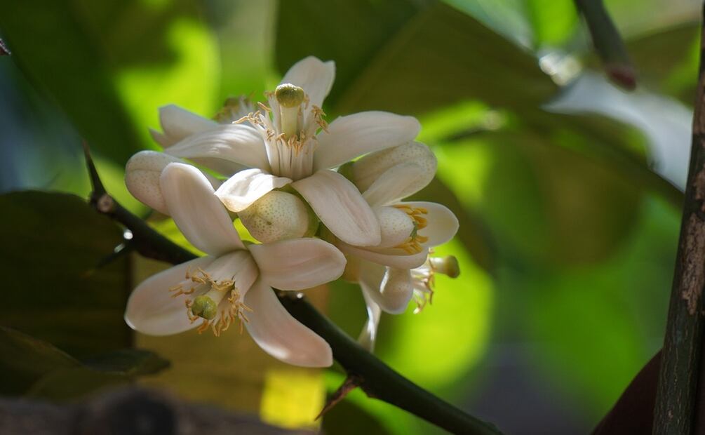 Foto: Kari_Izq / Pixabay