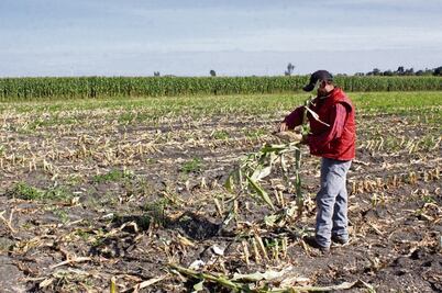 Sequía afecta producción de granos, oleaginosas, hortofrutícolas y caña de azúcar, afirma CNA