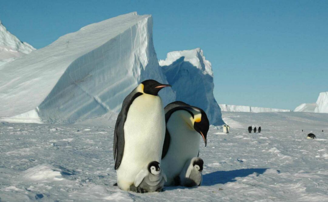 Visita una colonia de más de seis mil pingüinos Emperadores. (Foto: White Desert)
