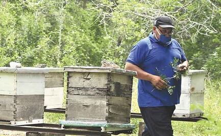 Yucatán registra desplome en producción de miel al cierre del tercer trimestre del año