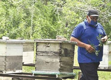Yucatán registra desplome en producción de miel al cierre del tercer trimestre del año