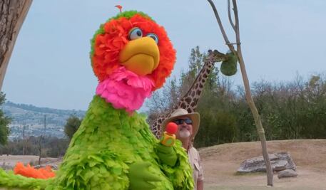 VIDEO: Así fue el encuentro entre la Jirafa "Benito" y  Abelardo de “Plaza Sésamo” en Africam Safari