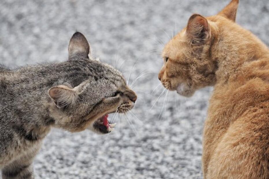 Implementar medidas preventivas puede ayudar a reducir la frecuencia y la gravedad de estos conflictos entre gatos. Fuente: Freepik.