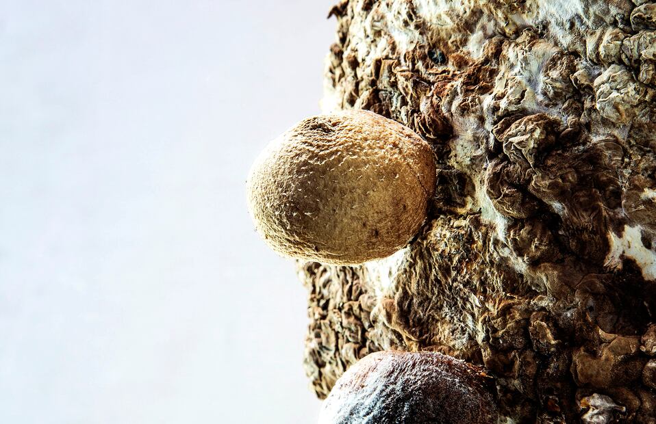 Hongo shiitake en cámara de fructificación. Fotos: Jorge Garaiz