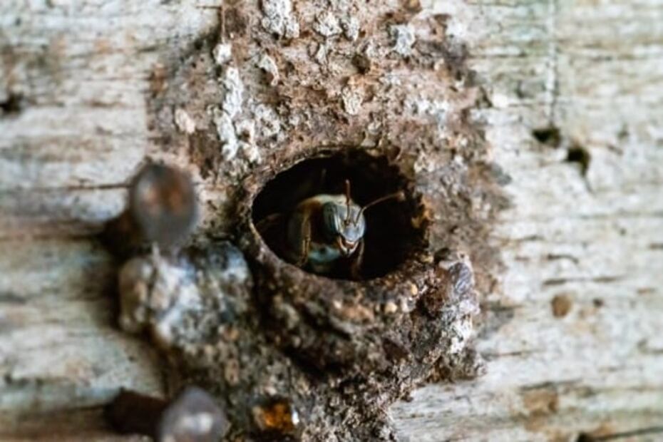 La abeja melipona, el insecto sagrado para los mayas