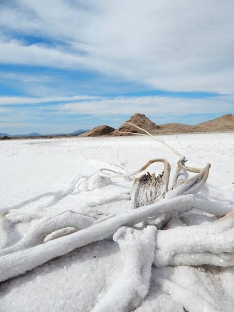 La sal de San Felipe, Baja California, un baluarte gastronómico para el mundo