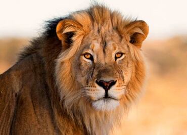 Hallan 3 leones decapitados y con las patas cortadas en parque nacional de Zimbabue; investigan caza furtiva