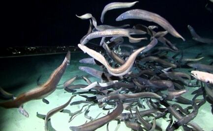 Expedición descubre récord de peces en aguas profundas abisales