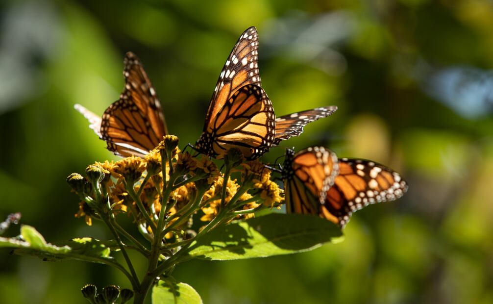 Los lepidópteros, emblemáticos de este estado de la Republica Mexicana, se engalana un espectáculo natural y se arraiga aún más la creencia de la llegada de las almas para reunirse con los vivos (30/10/2024). Foto: Especial