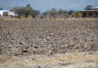 Se pierden 245 mil toneladas de maíz en Guerrero por sequía