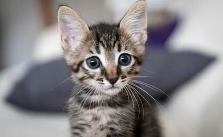 ¿Qué hacer si tu gato tiene respiración abdominal?; la respuesta de una veterinaria