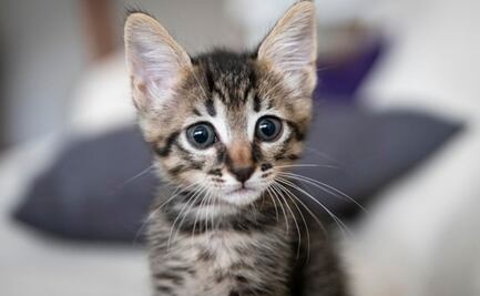 ¿Qué hacer si tu gato tiene respiración abdominal?; la respuesta de una veterinaria