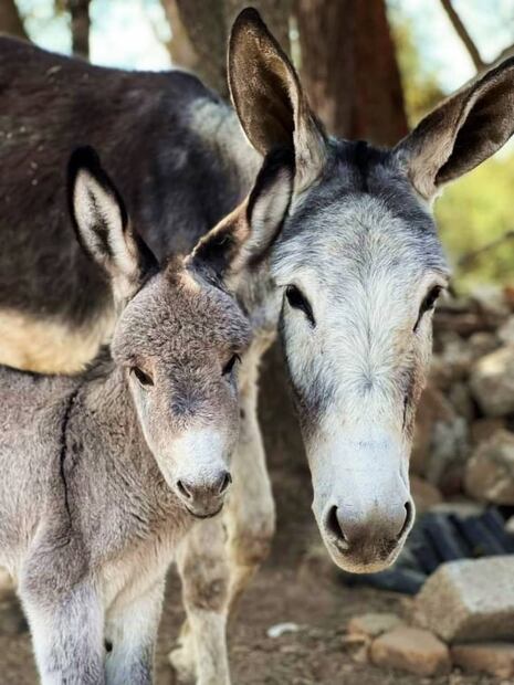 Ruta del Burro: cuevas blancas y un santuario de burros en Tlaxcala
