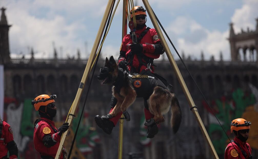 El perro "Ambicioso" haciendo una demostración del trabajo que desarrolla en el Ejército mexicano. Foto: Hugo Salvador/ EL UNIVERSAL