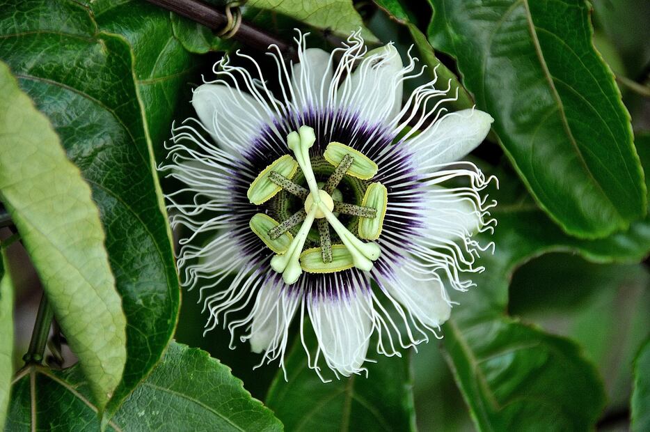 La pasiflora puede calmar la ansiedad y favorecer el sueño. Foto: Pixabay