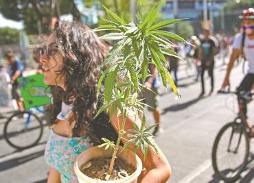 Aprueba comisión del Senado minuta sobre regulación de marihuana