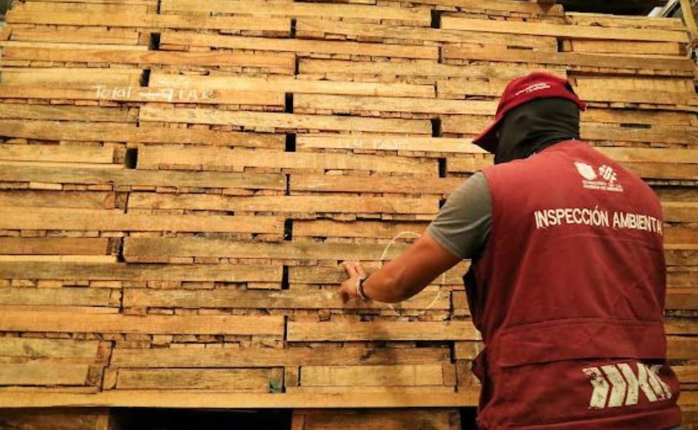 Catean el inmueble para obtener más de 100 metros cubicos de madrea (03/04/2025). Foto: Especial
