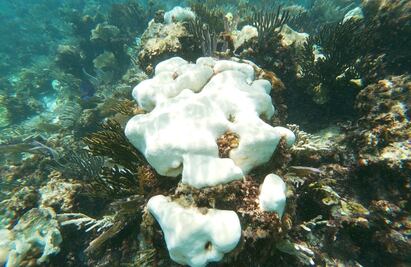 Estrés térmico provoca mortandad en corales del Parque Nacional Arrecife de Puerto Morelos
