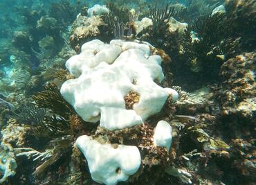 Estrés térmico provoca mortandad en corales del Parque Nacional Arrecife de Puerto Morelos