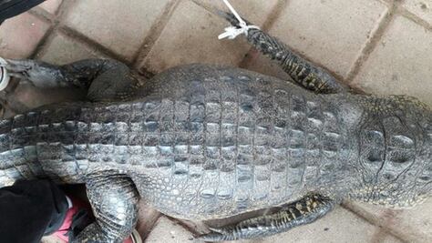 Rescatan a cocodrilo hembra en ranchería de Tabasco