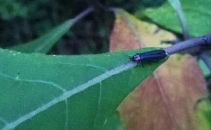 Luciérnagas, una danza que ilumina el bosque